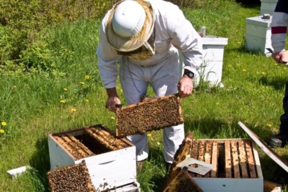 Κιλκίς: Ξεκίνησαν οι αιτήσεις για τα προγράμματα μελισσοκομίας