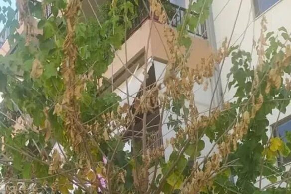 Δυτ. Ελλάδα: Συναγερμός για ξυλοφάγο σκαθάρι που καταστρέφει μουριές