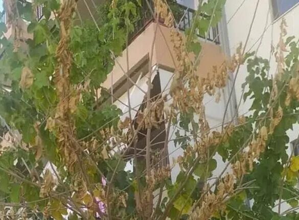 Δυτ. Ελλάδα: Συναγερμός για ξυλοφάγο σκαθάρι που καταστρέφει μουριές