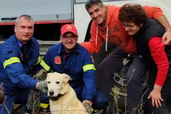 Αγρίνιο: Επιχείρηση πυροσβεστών για τη διάσωση σκύλου