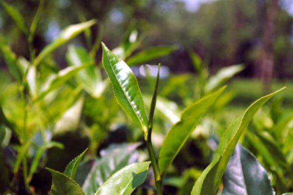 Φυτοφάρμακα κατά ανθρώπων! Ένα τεράστιο πρόβλημα δημόσιας υγείας