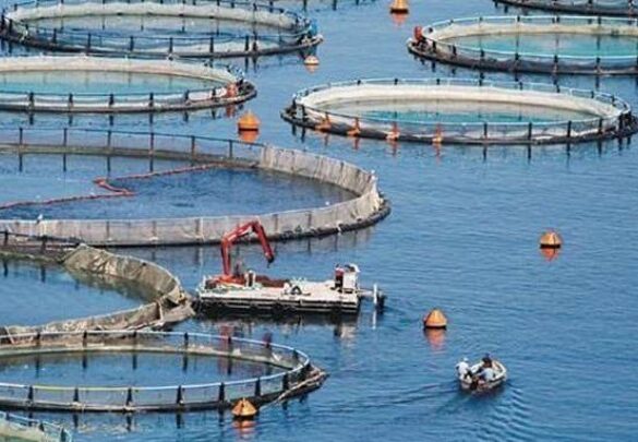 Ελληνική ιχθυοκαλλιέργεια: Πρωτοπορεί στην ΕΕ – Προκλήσεις και ευκαιρίες